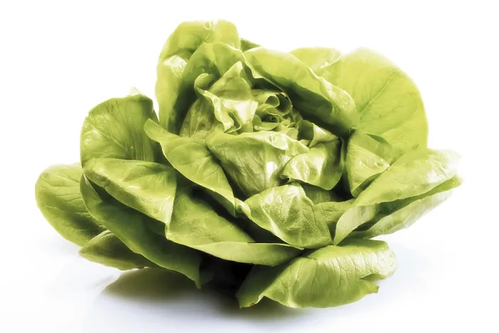 Gerahmter Druck : Lettuce Gerahmter Druck : Lettuce