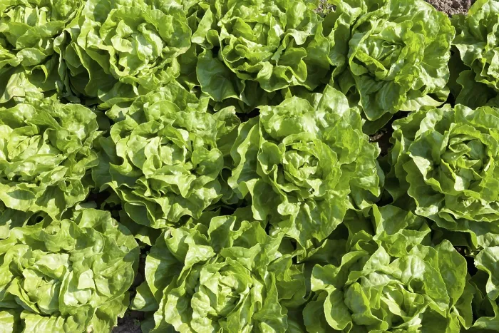 Gerahmter Druck : Salat im Feld. Gerahmter Druck : Salat im Feld.