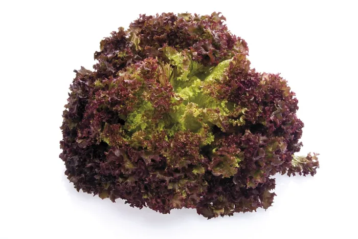Gerahmter Druck : Salat (Lollo rosso) Gerahmter Druck : Salat (Lollo rosso)