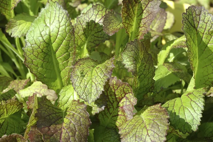 Gerahmter Druck : Salat, Gemüse, Rohgemüse Gerahmter Druck : Salat, Gemüse, Rohgemüse