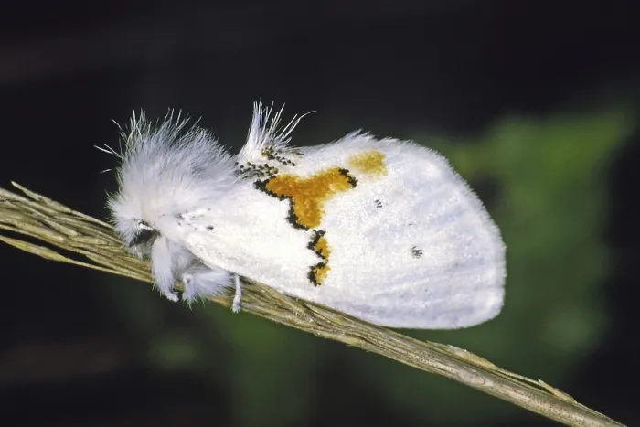 Gerahmter Druck : Leucodonta bicoloria Gerahmter Druck : Leucodonta bicoloria