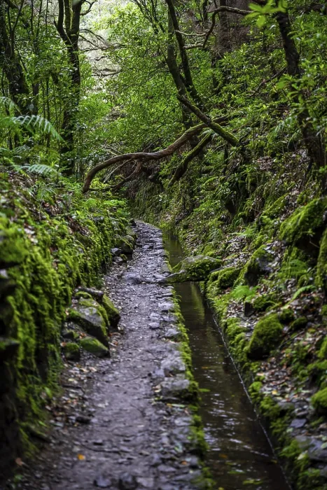 Gerahmter Druck : Levada, PR9 Levada do Caldeirão Verde Gerahmter Druck : Levada, PR9 Levada do Caldeirão Verde