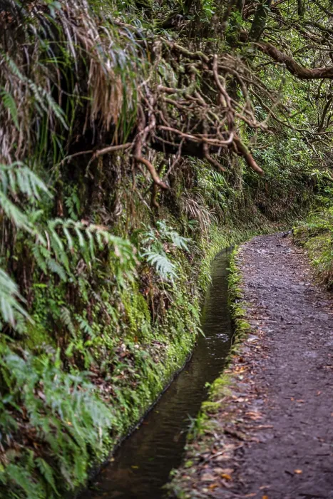 Gerahmter Druck : Levada, PR9 Levada do Caldeirão Verde Gerahmter Druck : Levada, PR9 Levada do Caldeirão Verde