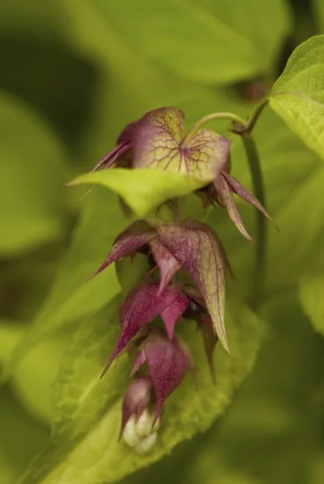 Gerahmter Druck : Leycesteria formosa Gerahmter Druck : Leycesteria formosa