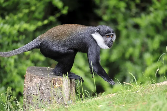 Gerahmter Druck : L'Hoest-Monkey (Nomascus leucogenys) Gerahmter Druck : L'Hoest-Monkey (Nomascus leucogenys)
