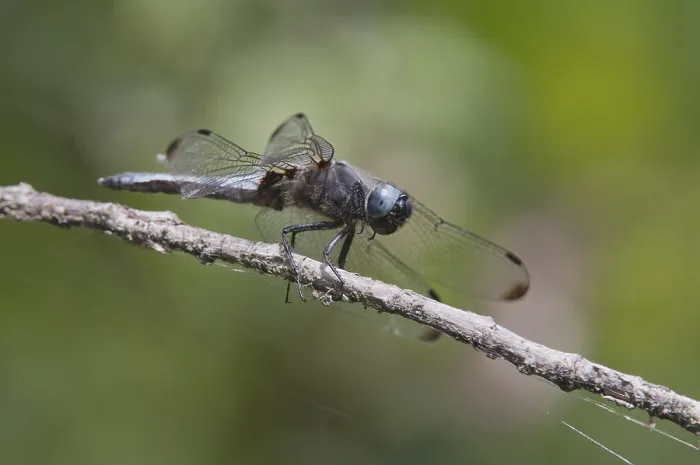 Gerahmter Druck : Libellula fulva, seltener Chaser Gerahmter Druck : Libellula fulva, seltener Chaser