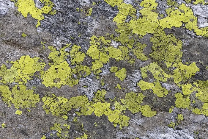 Gerahmter Druck : Lichen (Chrysothrix candelaris) auf einem Stein. Gerahmter Druck : Lichen (Chrysothrix candelaris) auf einem Stein.