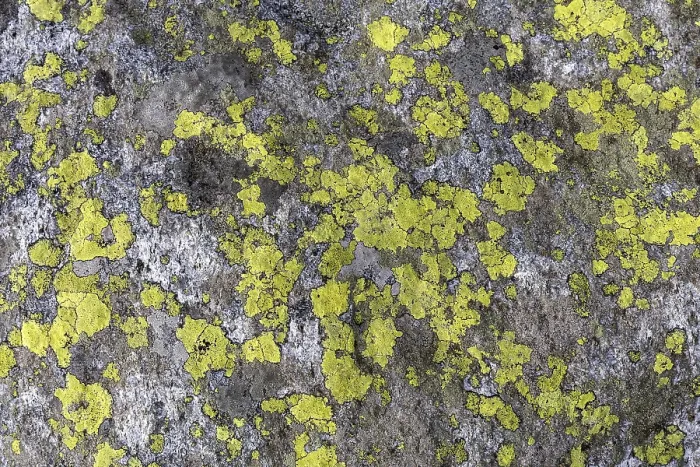 Gerahmter Druck : Lichen (Chrysothrix candelaris) auf einem Stein in Canton Ticino, Schweiz
