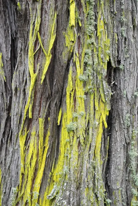 Gerahmter Druck : Lichen, der auf dem Rinde eines Tuartbaums (Eucalyptus gomphocephala) wächst. Gerahmter Druck : Lichen, der auf dem Rinde eines Tuartbaums (Eucalyptus gomphocephala) wächst.