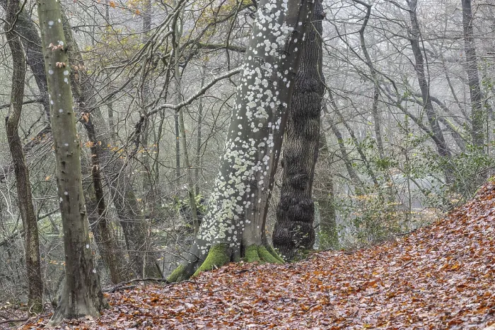 Gerahmter Druck : Lichen auf einem Kupferbeechen (Fagus sylvatica) Gerahmter Druck : Lichen auf einem Kupferbeechen (Fagus sylvatica)