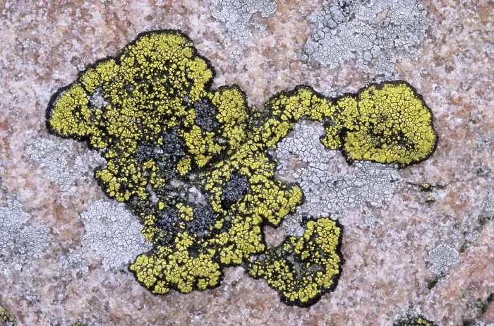 Gerahmter Druck : Pilze auf einem Felsen. Gerahmter Druck : Pilze auf einem Felsen.