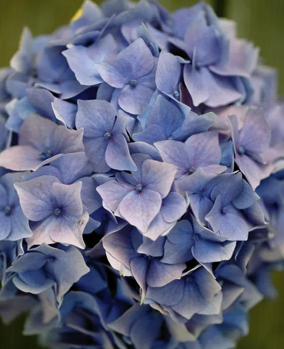Gerahmter Druck : Stillleben mit Hydrangen in einem blauen Becher. Gerahmter Druck : Stillleben mit Hydrangen in einem blauen Becher.