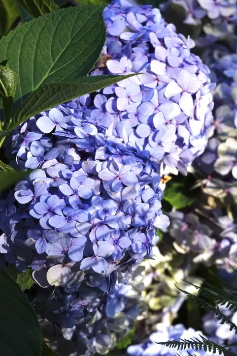 Gerahmter Druck : Blauer Blüten hydrangea in einem Garten. Gerahmter Druck : Blauer Blüten hydrangea in einem Garten.