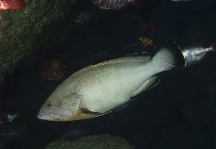 Gerahmter Druck : Ein hell gefärbter Raubfisch. Gerahmter Druck : Ein hell gefärbter Raubfisch.