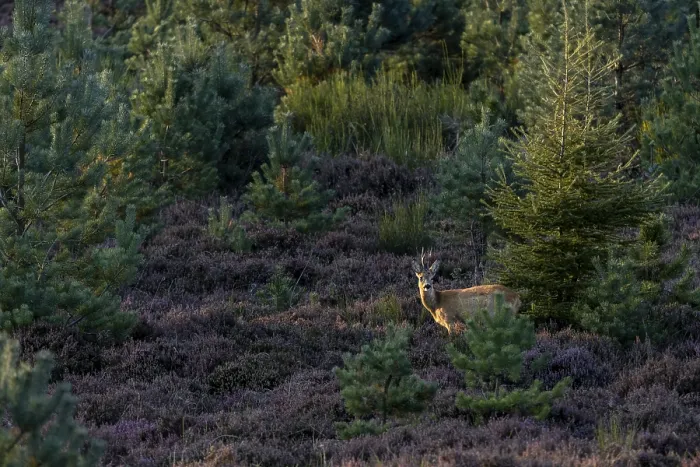 Gerahmter Druck : Ein Hirsch (Capreolus capreolus) steht in der letzten Dämmerungssonne zwischen den letzten Gruppen blühender Heidekraut (Calluna vulgaris), Blüten, Heidelandschaft, Blütezeit, Sommerfell, September. Gerahmter Druck : Ein Hirsch (Capreolus capreolus) steht in der letzten Dämmerungssonne zwischen den letzten Gruppen blühender Heidekraut (Calluna vulgaris), Blüten, Heidelandschaft, Blütezeit, Sommerfell, September.