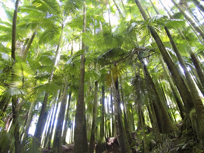 Gerahmter Druck : Licht fällt durch Palmen im Regenwald.