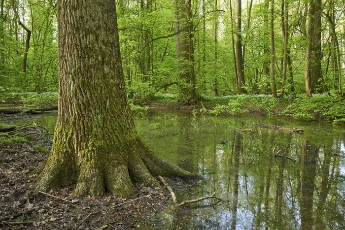 Gerahmter Druck : Lichtdurchfluteter Wald mit dem Fluss Kinzig. Gerahmter Druck : Lichtdurchfluteter Wald mit dem Fluss Kinzig.