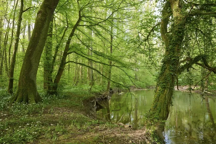 Gerahmter Druck : Lichtdurchfluteter Wald mit der Kinzig. Gerahmter Druck : Lichtdurchfluteter Wald mit der Kinzig.