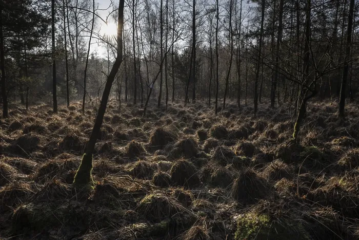 Gerahmter Druck : Lichtstrahlen im Wald, Emsland. Gerahmter Druck : Lichtstrahlen im Wald, Emsland.