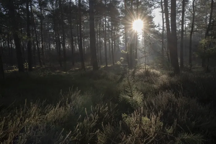 Gerahmter Druck : Lichtstrahlen im Wald, Emsland.
