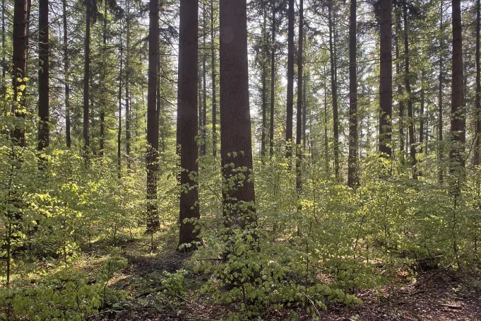 Gerahmter Druck : Licht im Frühlingswald, Emsland. Gerahmter Druck : Licht im Frühlingswald, Emsland.