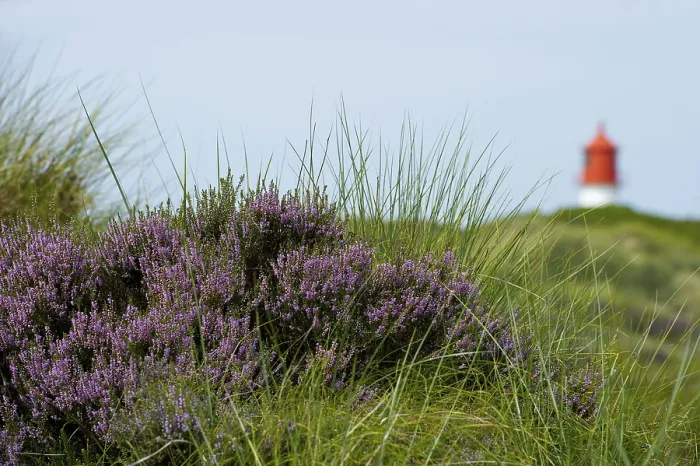 Gerahmter Druck : Leuchtturm in den Dünen, Amrum. Gerahmter Druck : Leuchtturm in den Dünen, Amrum.