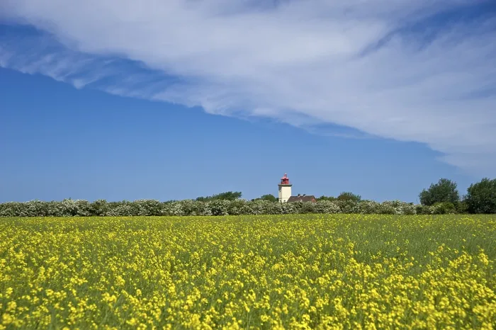 Gerahmter Druck : Leuchtturm mit einem Rapsfeld. Gerahmter Druck : Leuchtturm mit einem Rapsfeld.