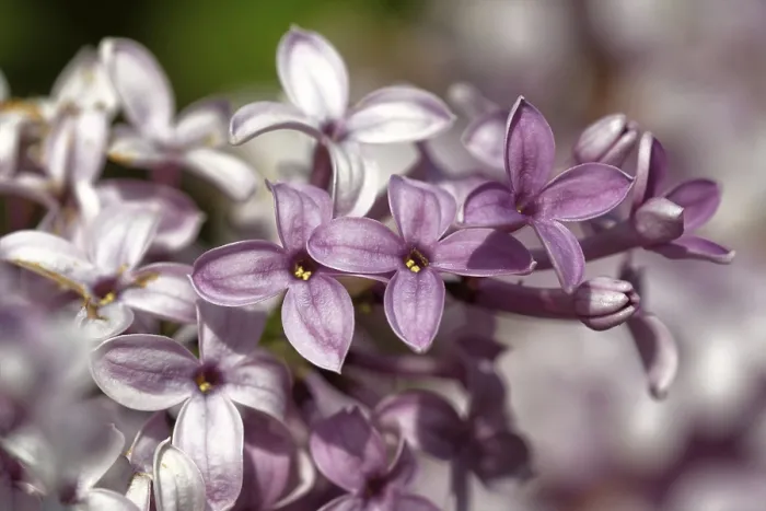 Gerahmter Druck : Lilac Gerahmter Druck : Lilac