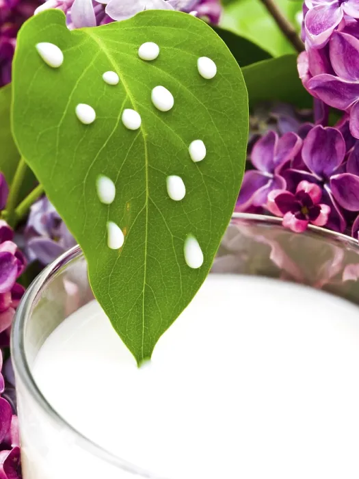 Gerahmter Druck : Lilienblüte Blatt Mit Einigen Milchtröpfchen Riga Gerahmter Druck : Lilienblüte Blatt Mit Einigen Milchtröpfchen Riga
