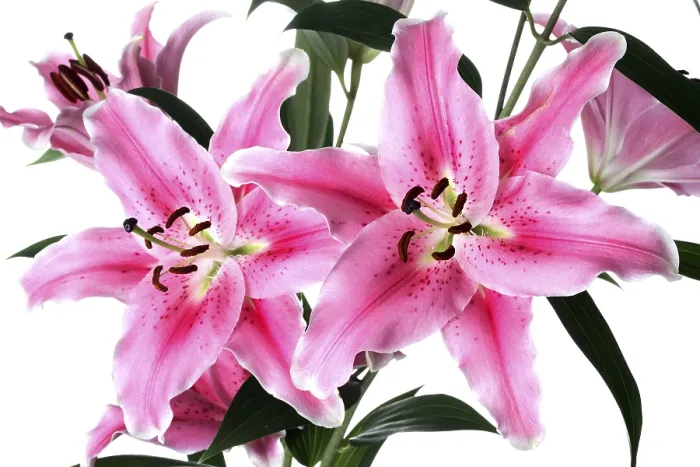 Gerahmter Druck : Lily Gerahmter Druck : Lily