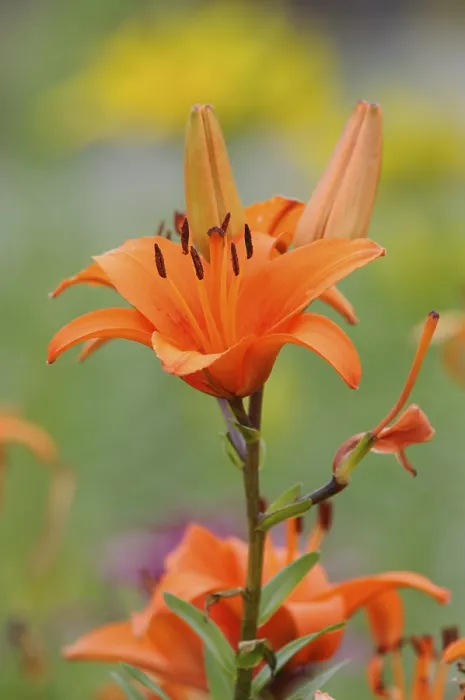 Gerahmter Druck : Lily Gerahmter Druck : Lily