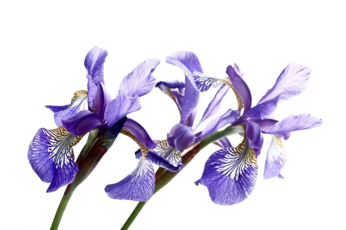 Gerahmter Druck : Zwei Lilienblüten Gerahmter Druck : Zwei Lilienblüten