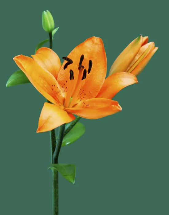 Gerahmter Druck : Lilie, Lilien Gerahmter Druck : Lilie, Lilien