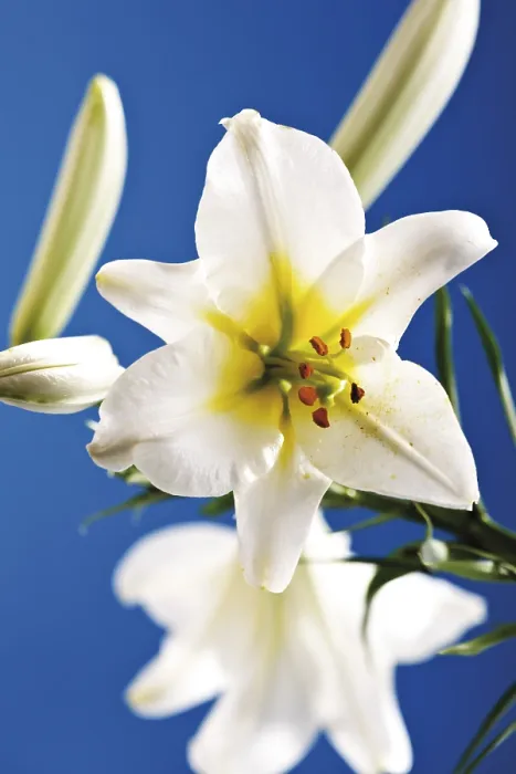 Gerahmter Druck : Lilie (Lilium) Gerahmter Druck : Lilie (Lilium)