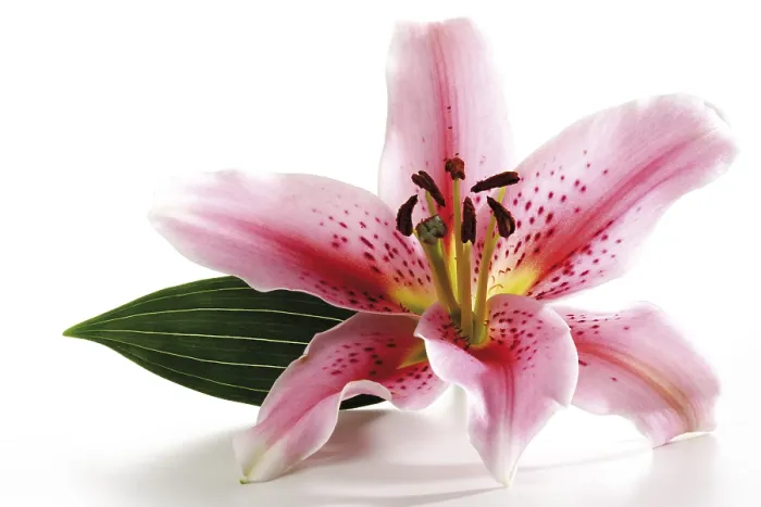 Gerahmter Druck : Lilie (Lilium) Gerahmter Druck : Lilie (Lilium)