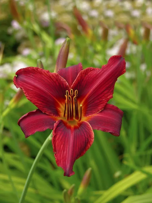 Gerahmter Druck : Lily, rot.