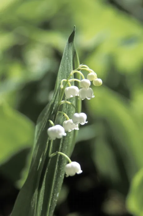Gerahmter Druck : Maienblume