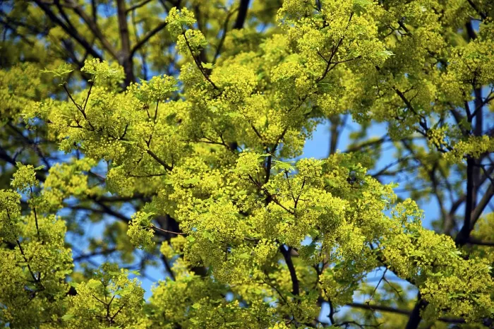 Gerahmter Druck : Limbaum in Blüte im Frühling. Gerahmter Druck : Limbaum in Blüte im Frühling.