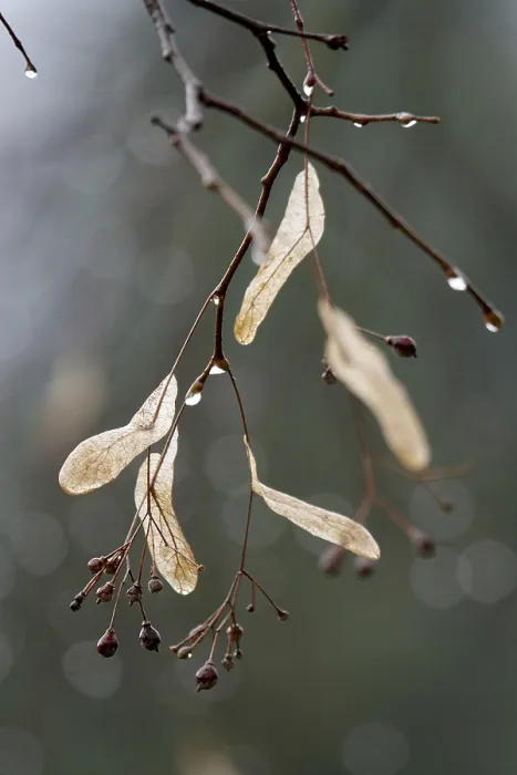 Gerahmter Druck : Limbaumszweige mit Regentropfen, Frühling, Deutschland. Gerahmter Druck : Limbaumszweige mit Regentropfen, Frühling, Deutschland.