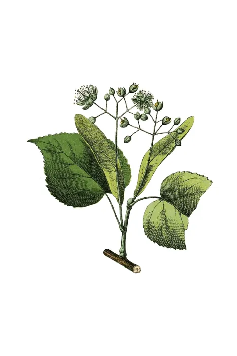 Gerahmter Druck : Limbaum, historische Illustration Gerahmter Druck : Limbaum, historische Illustration