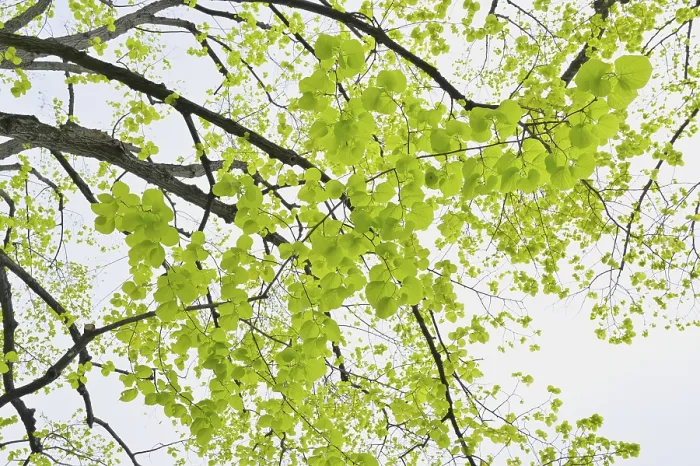 Gerahmter Druck : Limettenbaumblätter im Frühling Gerahmter Druck : Limettenbaumblätter im Frühling