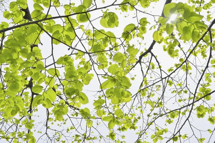Gerahmter Druck : Limettenbaumblätter im Frühling. Gerahmter Druck : Limettenbaumblätter im Frühling.