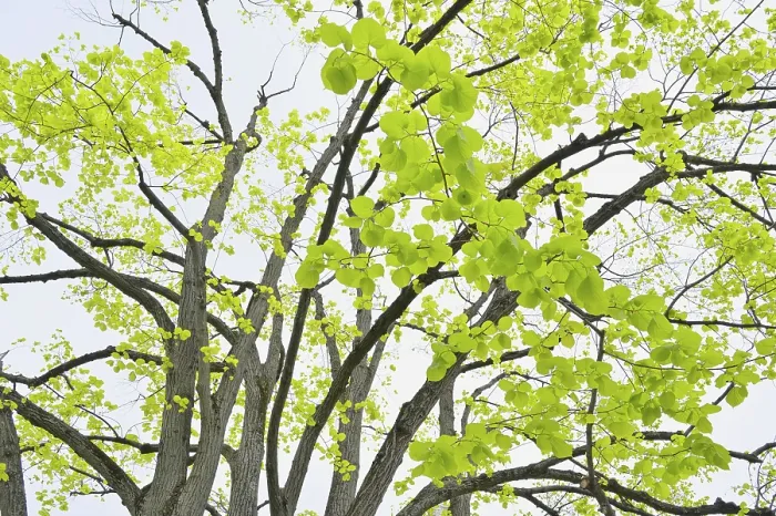 Gerahmter Druck : Limettenbaumblätter im Frühling. Gerahmter Druck : Limettenbaumblätter im Frühling.