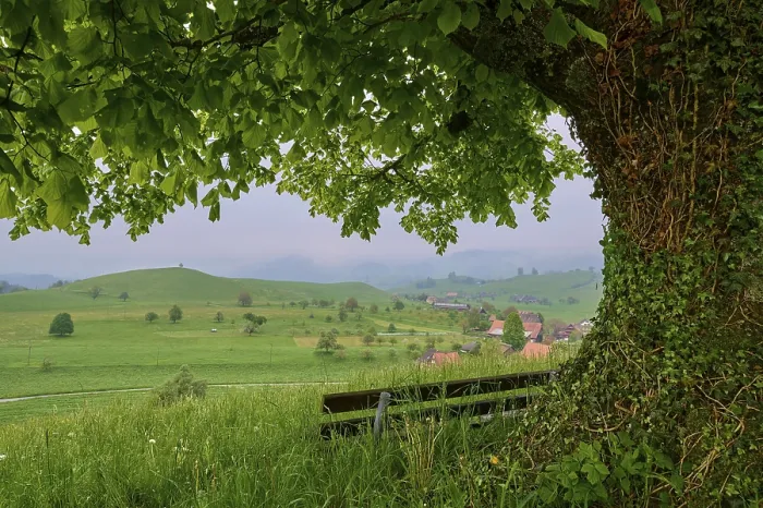 Gerahmter Druck : Limbaum, Baum, Wiese, Bank Gerahmter Druck : Limbaum, Baum, Wiese, Bank