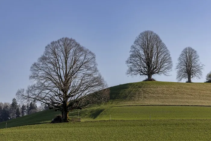 Gerahmter Druck : Gerahmter Druck :