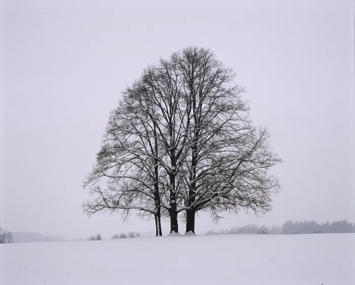 Gerahmter Druck : Drei Limettenbäume - Winter. Gerahmter Druck : Drei Limettenbäume - Winter.
