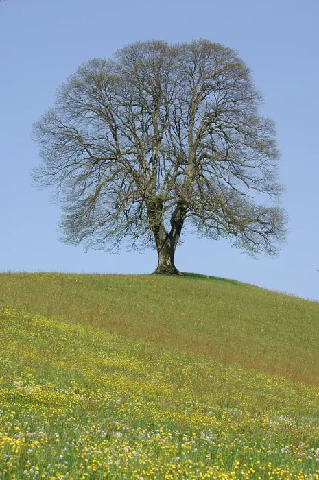 Gerahmter Druck : Linde (Tilia) im Frühling. Gerahmter Druck : Linde (Tilia) im Frühling.