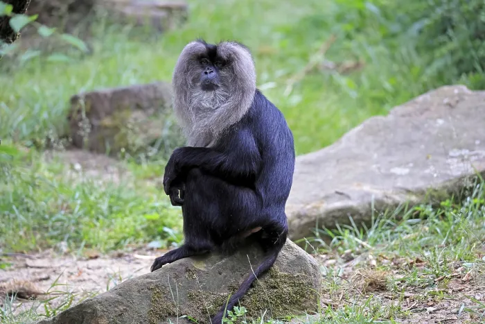 Gerahmter Druck : Löwen Schwanzaffen (Macaca silenus) Gerahmter Druck : Löwen Schwanzaffen (Macaca silenus)
