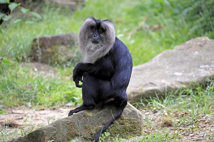 Gerahmter Druck : Löwen Schwanzaffen (Macaca silenus) Gerahmter Druck : Löwen Schwanzaffen (Macaca silenus)