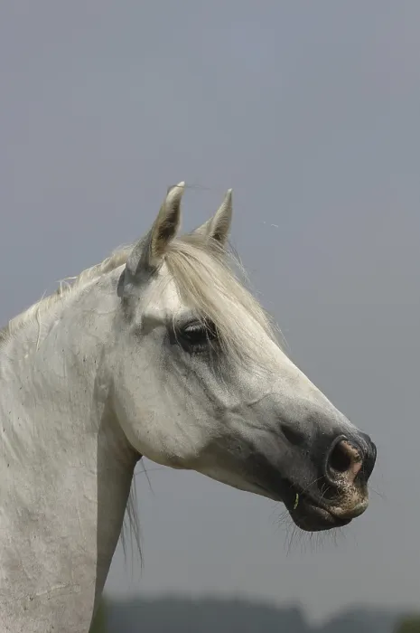 Gerahmter Druck : Lipizzanerstute Gerahmter Druck : Lipizzanerstute